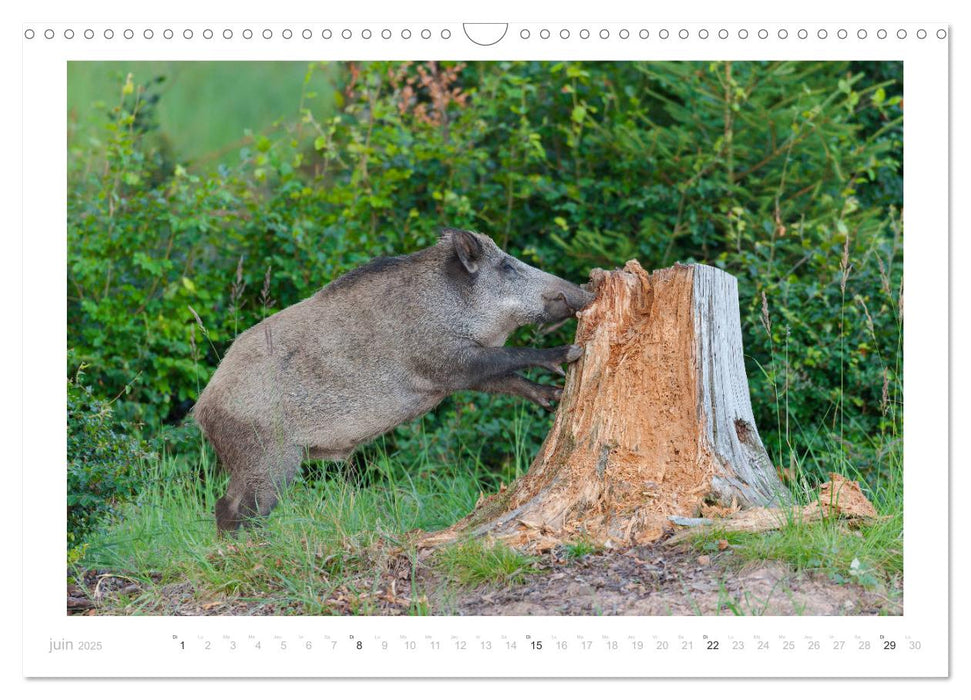 Un an avec des sangliers (CALVENDO Calendrier mensuel 2025)