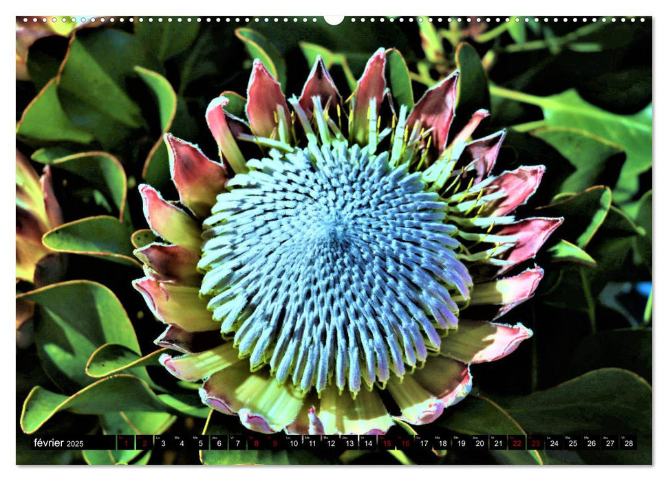 Fleurs de Madère (CALVENDO Calendrier supérieur 2025)