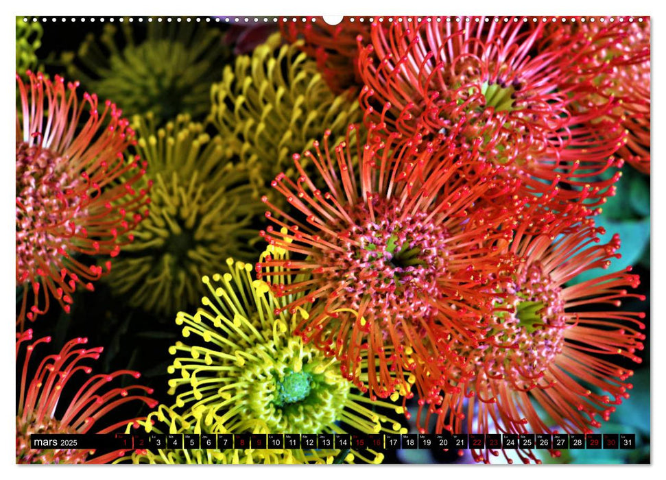 Fleurs de Madère (CALVENDO Calendrier supérieur 2025)