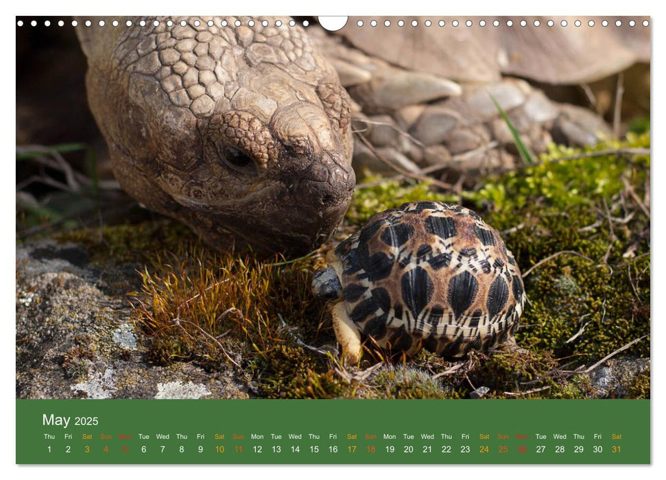 African spurred tortoises (CALVENDO Monthly Calendar 2025)