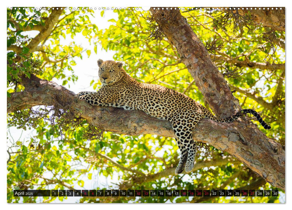 Leopards in the wild (CALVENDO Premium-Calendar 2025)