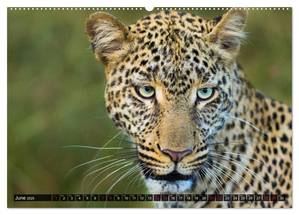 Leopards in the wild (CALVENDO Premium-Calendar 2025)