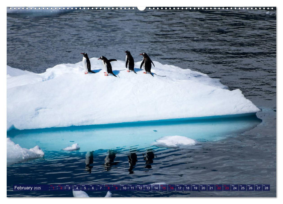 Antarctica Glaciers, seals and penguins (CALVENDO Premium-Calendar 2025)