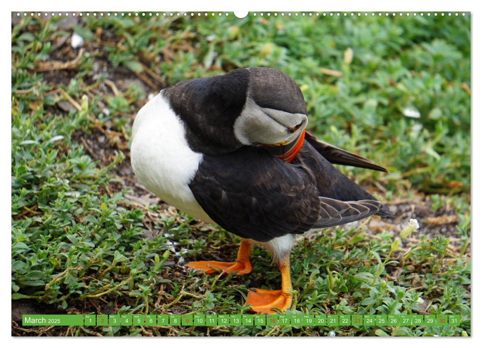 Puffins - small birds very big (CALVENDO Premium-Calendar 2025)