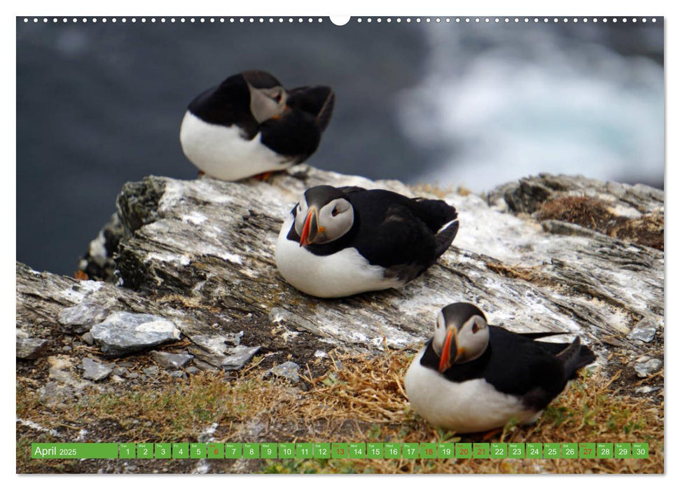 Puffins - small birds very big (CALVENDO Premium-Calendar 2025)