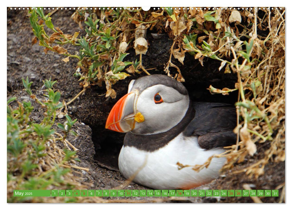 Puffins - small birds very big (CALVENDO Premium-Calendar 2025)