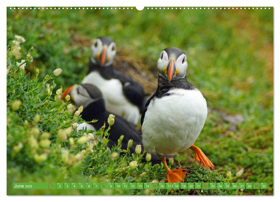 Puffins - small birds very big (CALVENDO Premium-Calendar 2025)