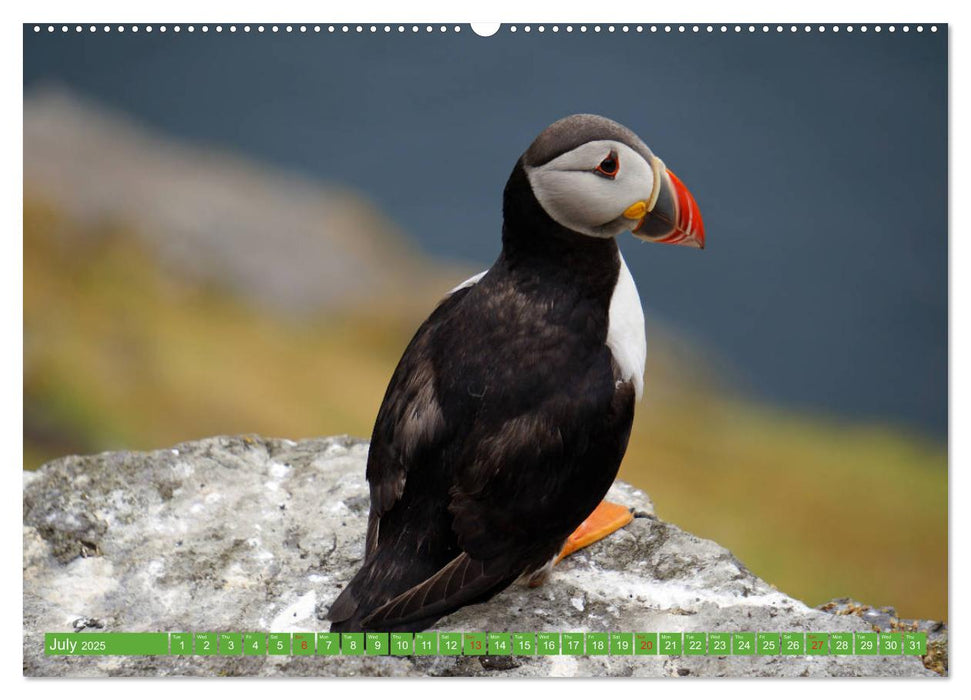 Puffins - small birds very big (CALVENDO Premium-Calendar 2025)