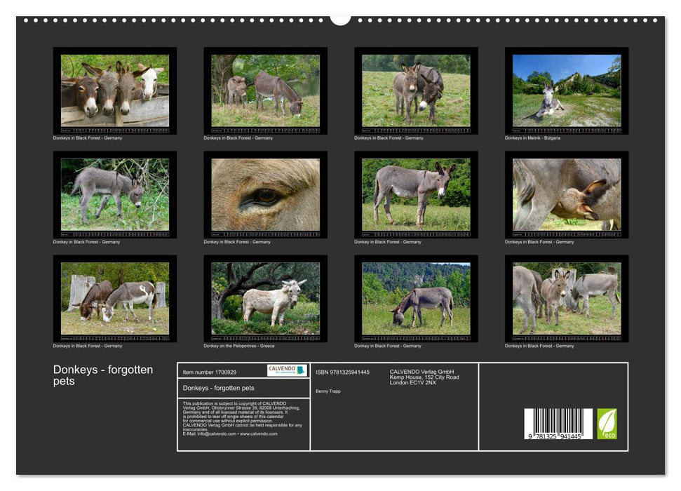 Donkeys - forgotten pets (CALVENDO Premium-Calendar 2025)