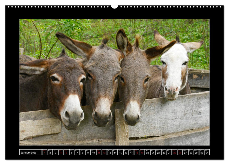 Donkeys - forgotten pets (CALVENDO Premium-Calendar 2025)