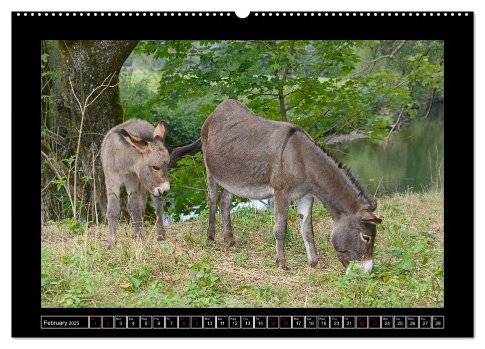 Donkeys - forgotten pets (CALVENDO Premium-Calendar 2025)