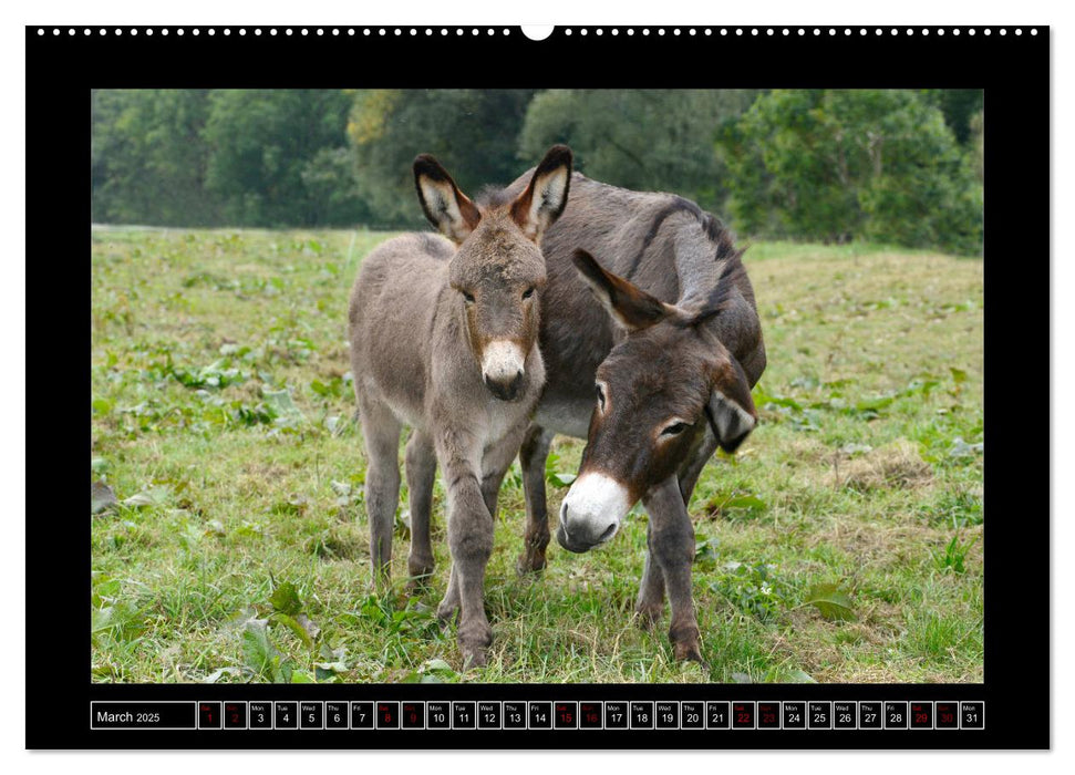 Donkeys - forgotten pets (CALVENDO Premium-Calendar 2025)