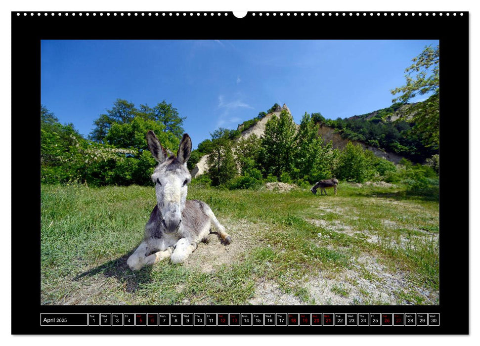 Donkeys - forgotten pets (CALVENDO Premium-Calendar 2025)