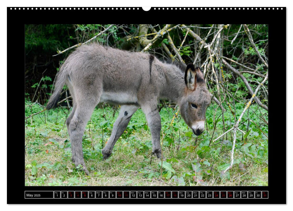 Donkeys - forgotten pets (CALVENDO Premium-Calendar 2025)