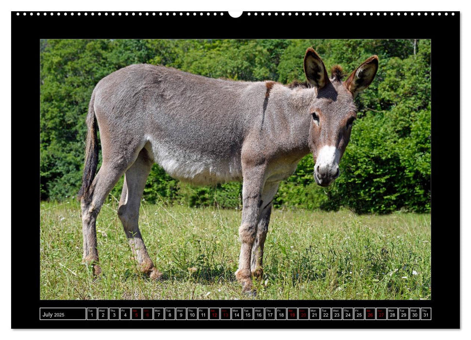 Donkeys - forgotten pets (CALVENDO Premium-Calendar 2025)