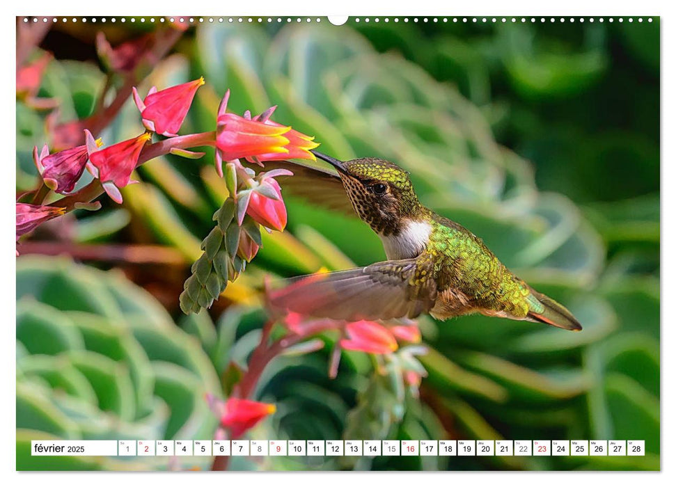 Colibris - pierres précieuses volantes (CALVENDO Calendrier supérieur 2025)