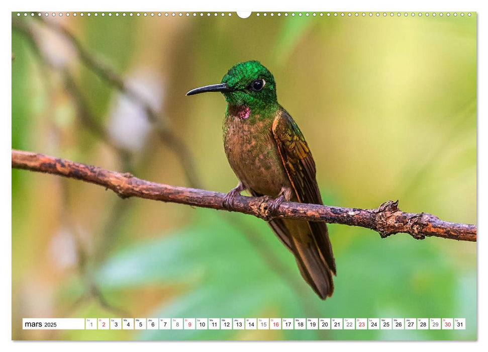 Colibris - pierres précieuses volantes (CALVENDO Calendrier supérieur 2025)