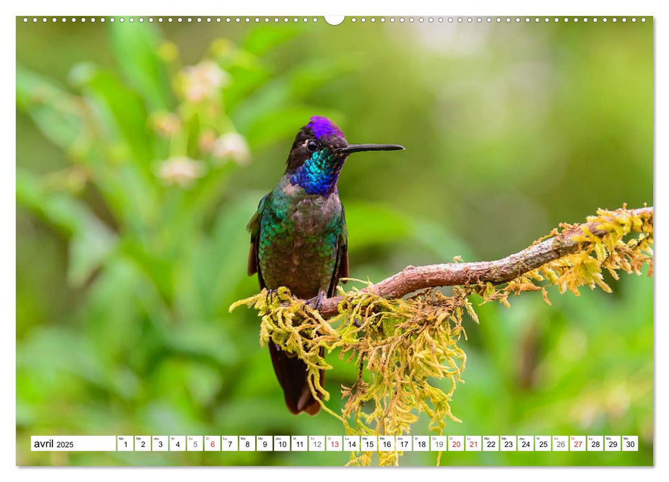 Colibris - pierres précieuses volantes (CALVENDO Calendrier supérieur 2025)