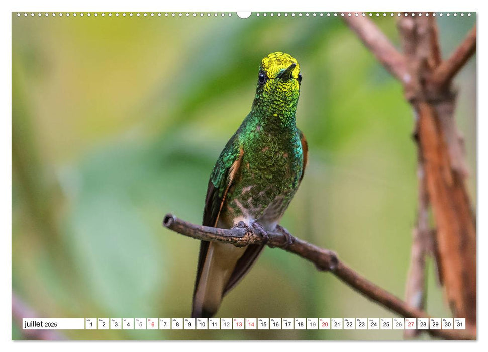 Colibris - pierres précieuses volantes (CALVENDO Calendrier supérieur 2025)