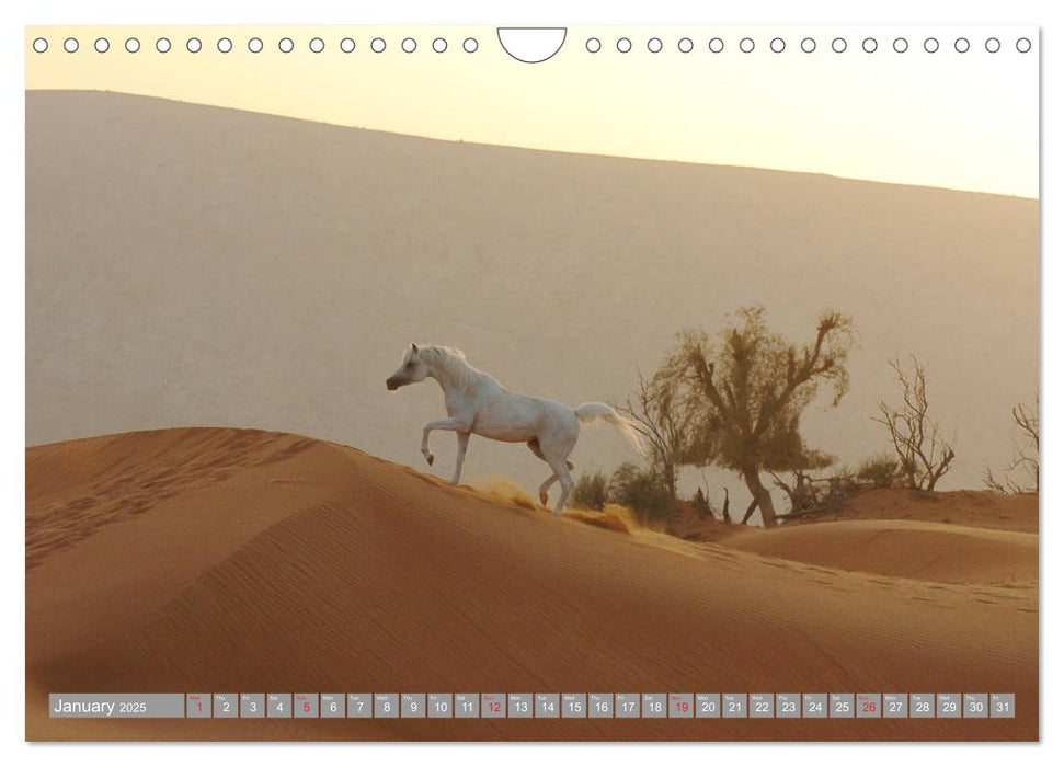 Arabian Horses (CALVENDO Monthly Calendar 2025)