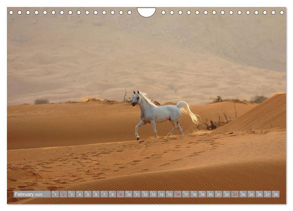 Arabian Horses (CALVENDO Monthly Calendar 2025)