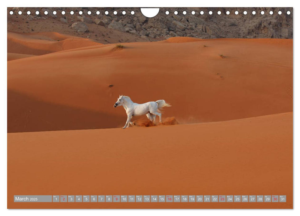 Arabian Horses (CALVENDO Monthly Calendar 2025)