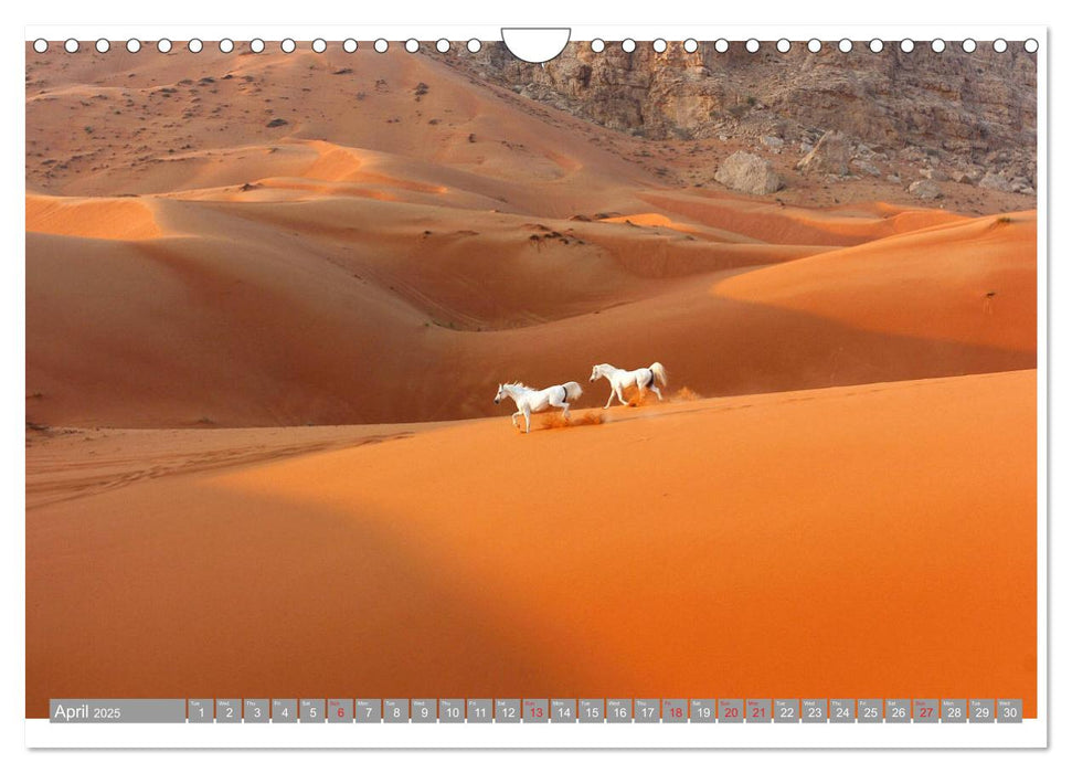 Arabian Horses (CALVENDO Monthly Calendar 2025)