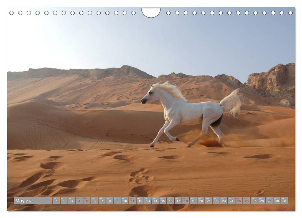 Arabian Horses (CALVENDO Monthly Calendar 2025)