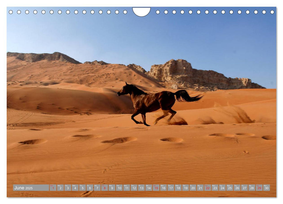 Arabian Horses (CALVENDO Monthly Calendar 2025)