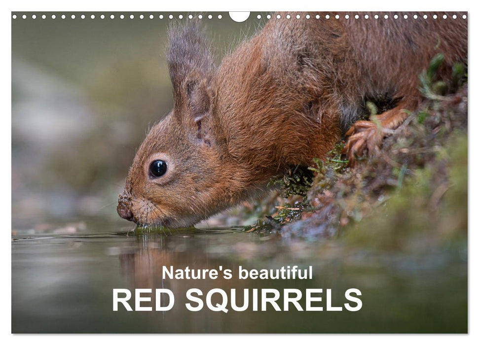 Nature's beautiful red squirrels (CALVENDO Monthly Calendar 2025)