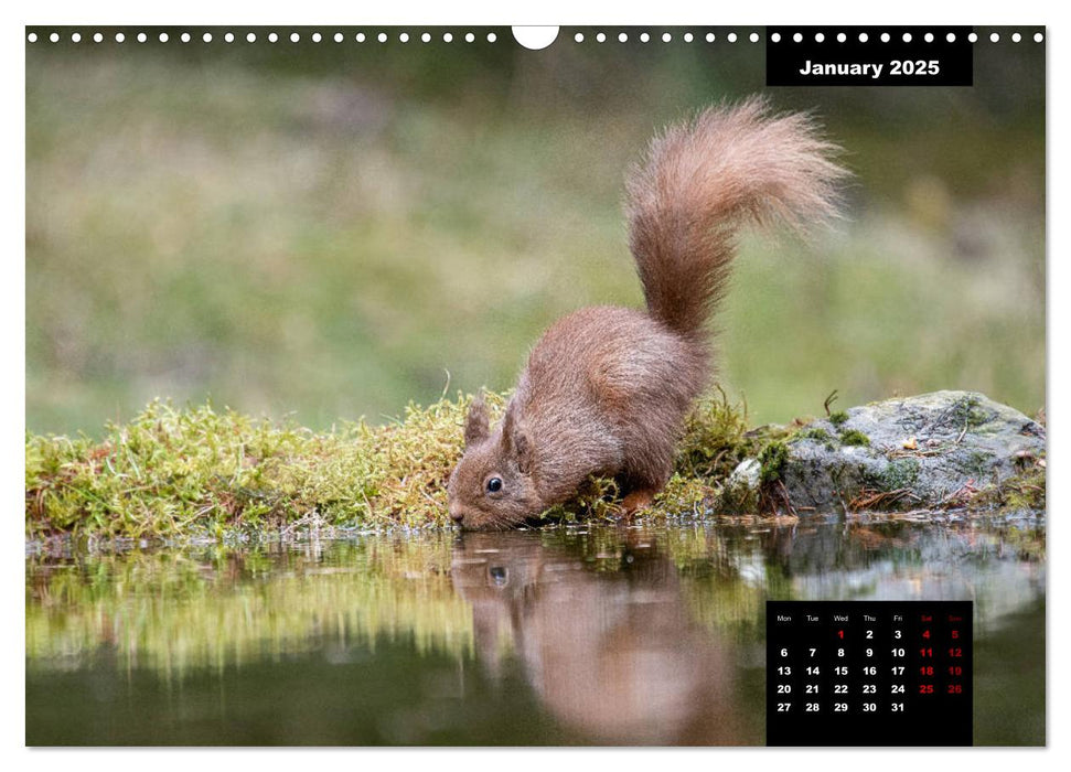 Nature's beautiful red squirrels (CALVENDO Monthly Calendar 2025)