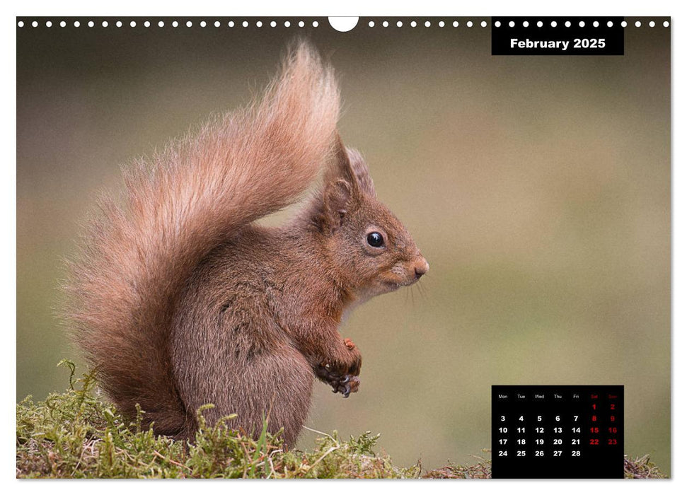 Nature's beautiful red squirrels (CALVENDO Monthly Calendar 2025)