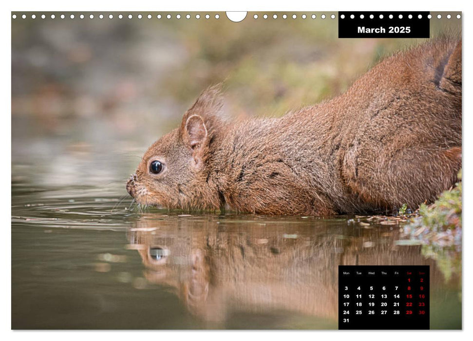 Nature's beautiful red squirrels (CALVENDO Monthly Calendar 2025)