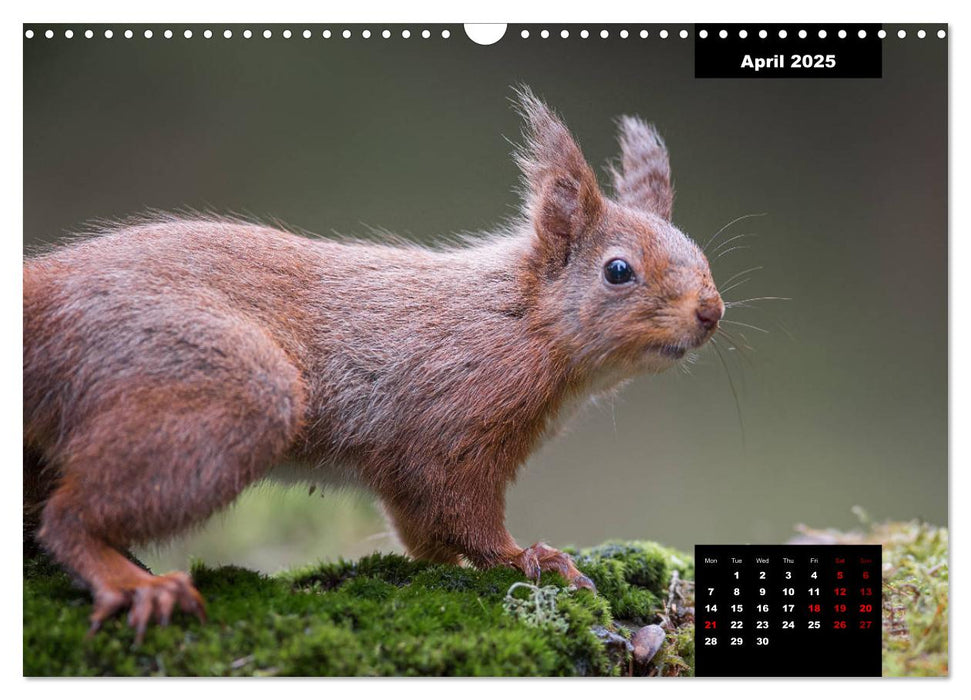 Nature's beautiful red squirrels (CALVENDO Monthly Calendar 2025)