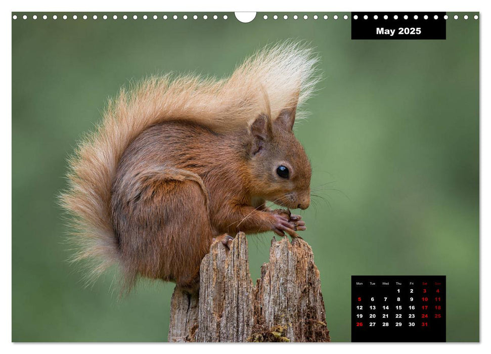 Nature's beautiful red squirrels (CALVENDO Monthly Calendar 2025)