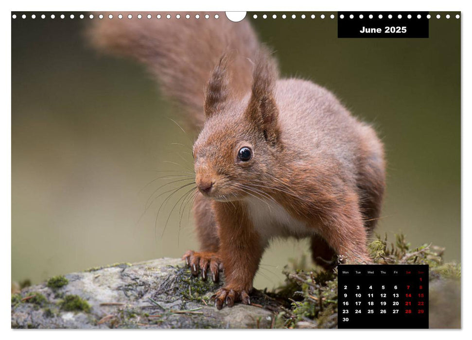 Nature's beautiful red squirrels (CALVENDO Monthly Calendar 2025)