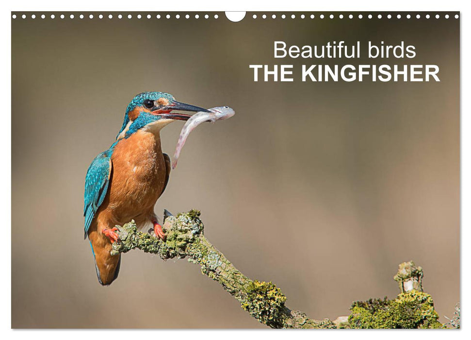 Beautiful birds THE KINGFISHER (CALVENDO Monthly Calendar 2025)