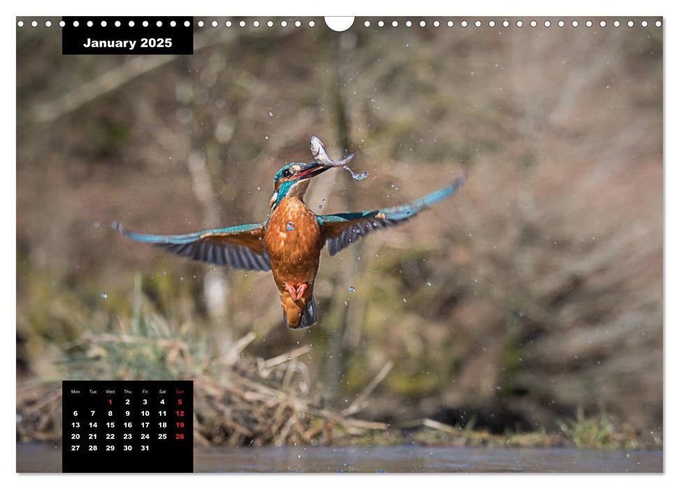 Beautiful birds THE KINGFISHER (CALVENDO Monthly Calendar 2025)