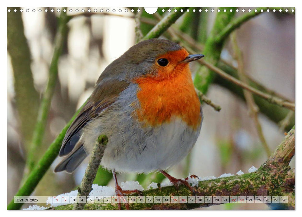 Jolis oiseaux de jardin (CALVENDO Calendrier mensuel 2025)