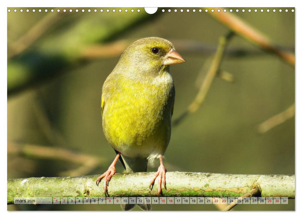 Jolis oiseaux de jardin (CALVENDO Calendrier mensuel 2025)