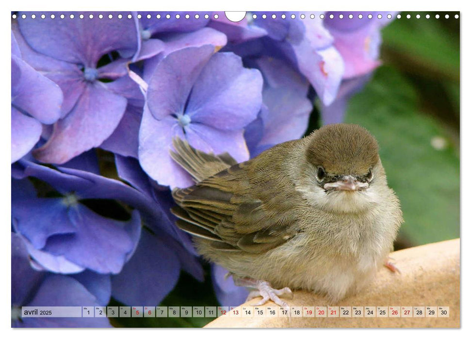 Jolis oiseaux de jardin (CALVENDO Calendrier mensuel 2025)