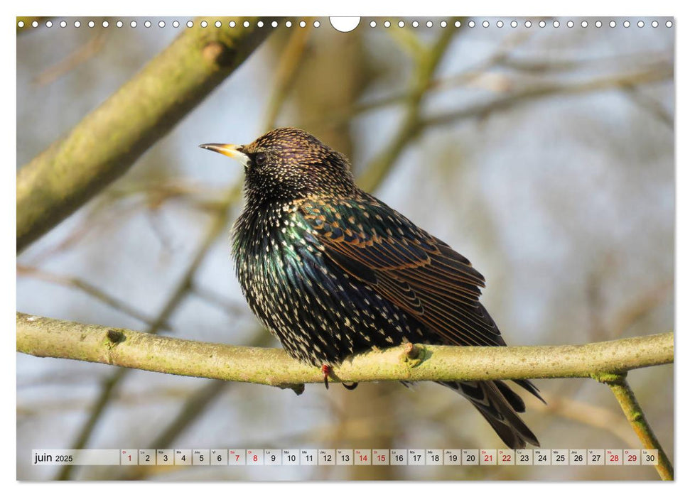 Jolis oiseaux de jardin (CALVENDO Calendrier mensuel 2025)