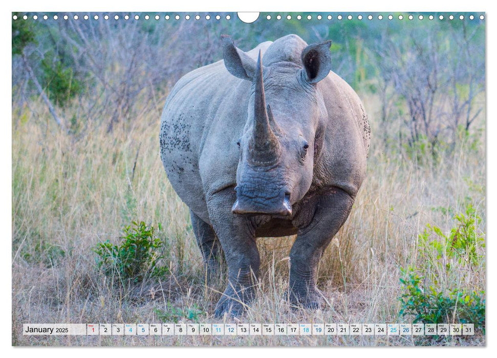 Rhinos, african beauties (CALVENDO Monthly Calendar 2025)