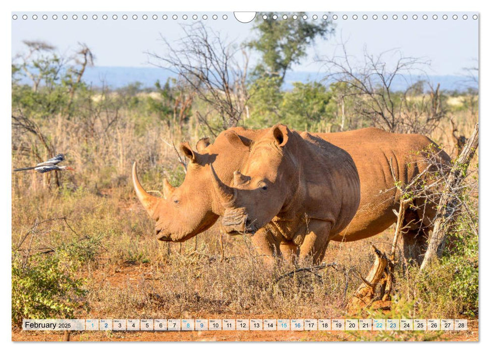 Rhinos, african beauties (CALVENDO Monthly Calendar 2025)