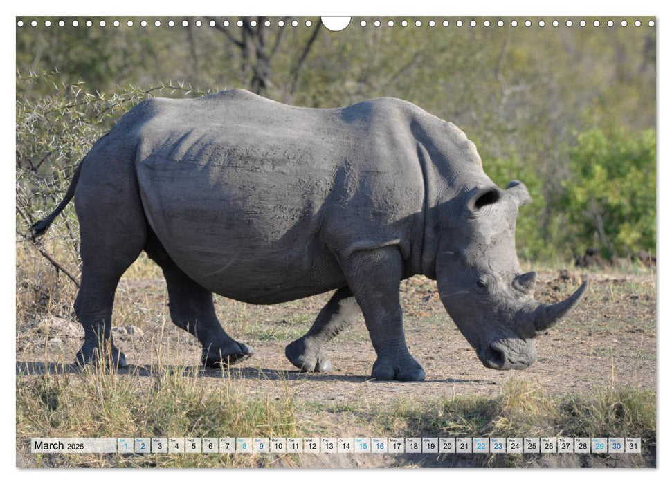 Rhinos, african beauties (CALVENDO Monthly Calendar 2025)