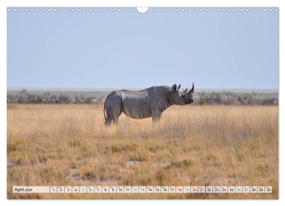 Rhinos, african beauties (CALVENDO Monthly Calendar 2025)