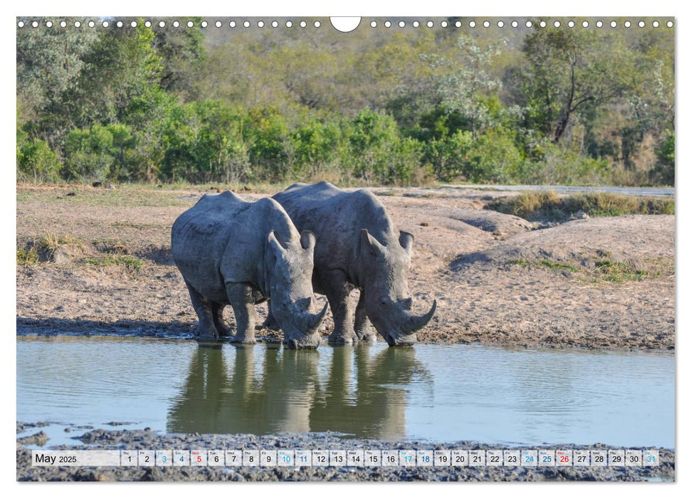 Rhinos, african beauties (CALVENDO Monthly Calendar 2025)