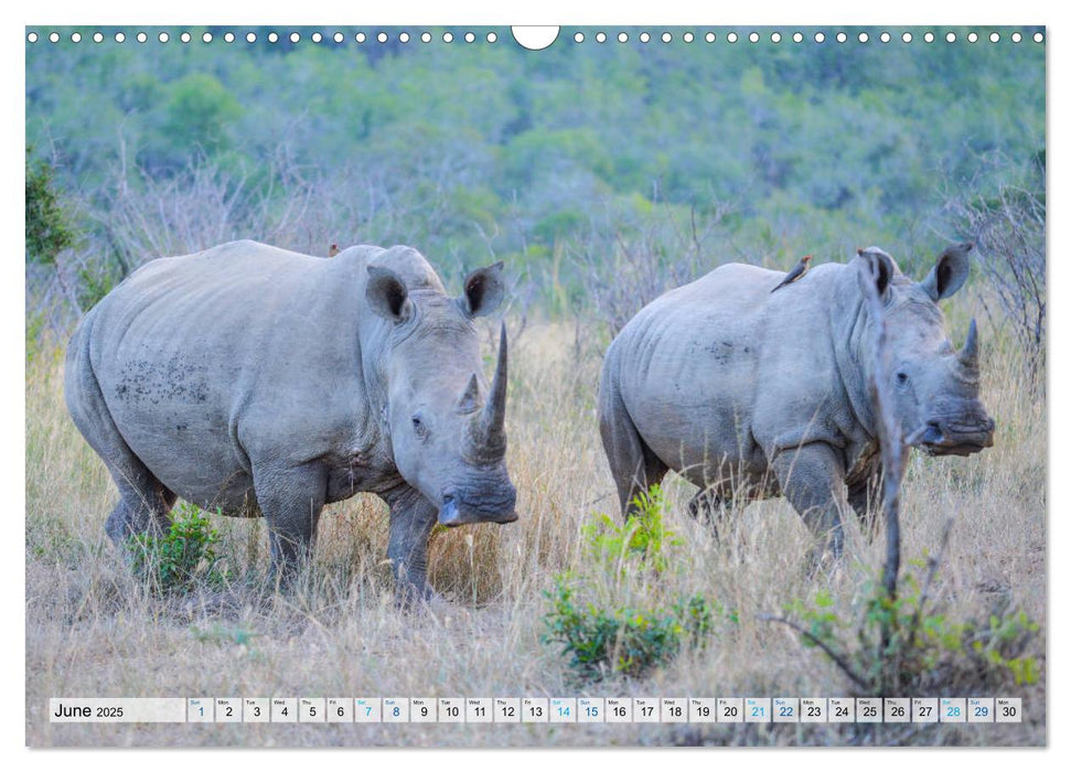 Rhinos, african beauties (CALVENDO Monthly Calendar 2025)