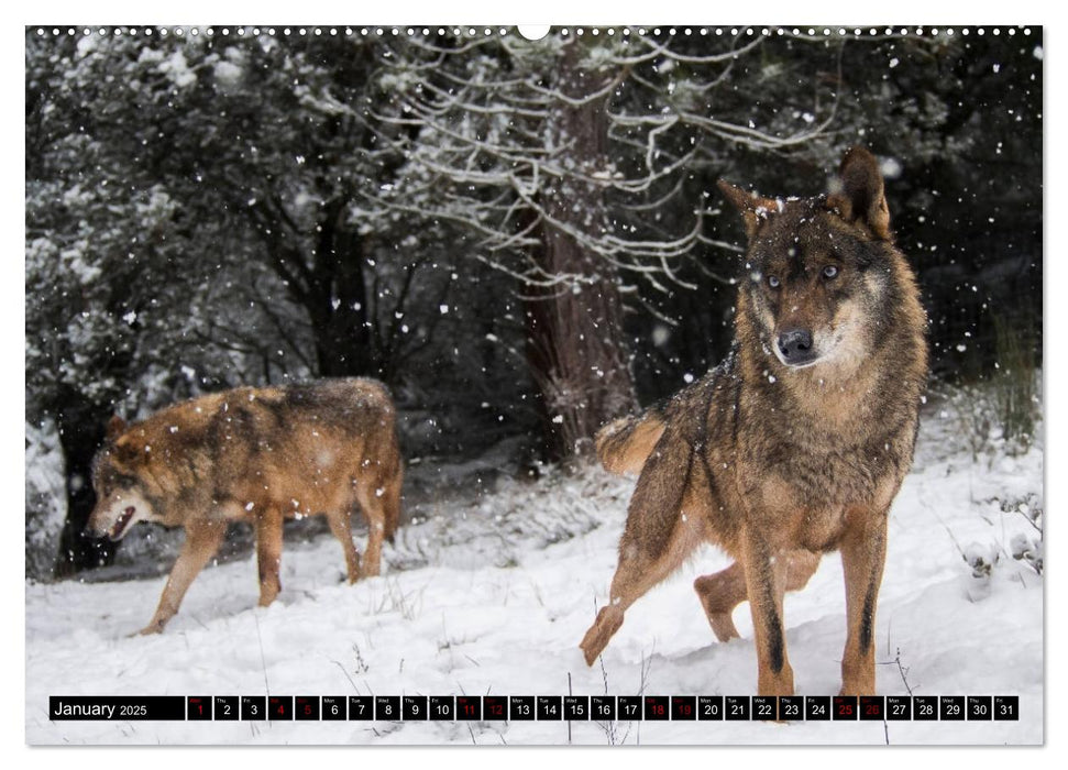 Wolves, Wild Spirits (CALVENDO Premium-Calendar 2025)