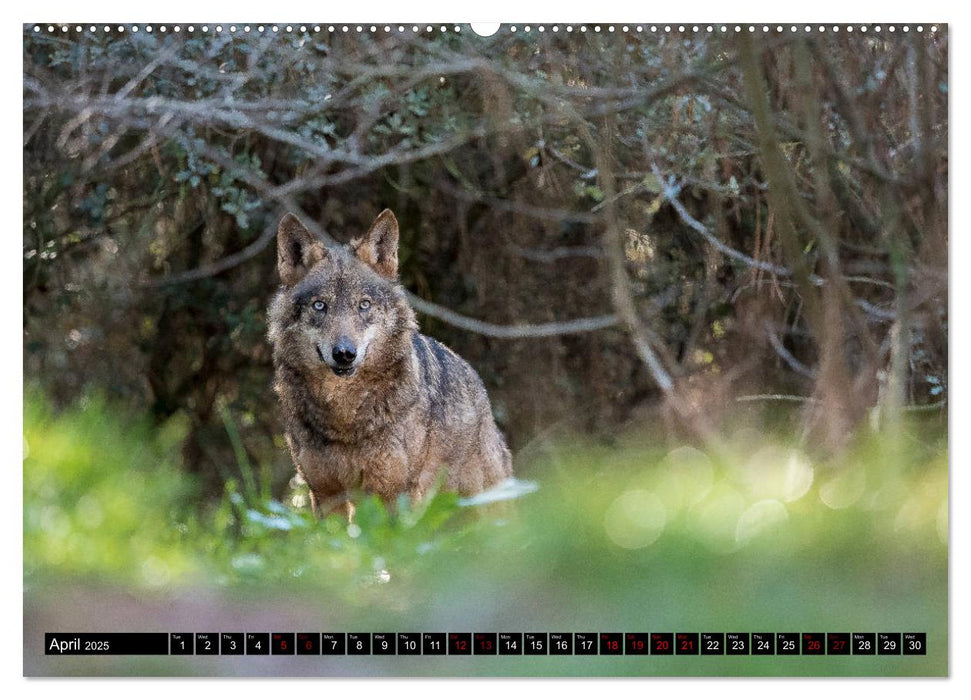 Wolves, Wild Spirits (CALVENDO Premium-Calendar 2025)